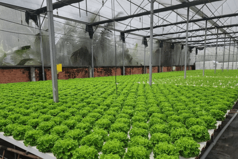 88 mô hình khuyến nông mở hướng phát triển nông nghiệp bền vững