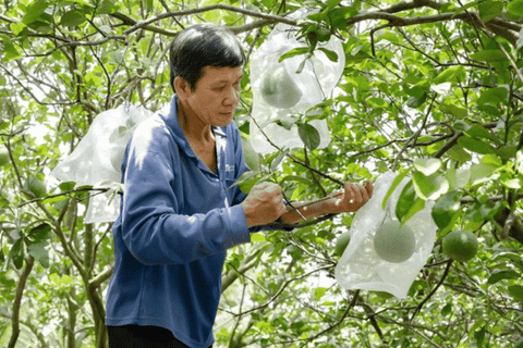 Quản lý mã số vùng trồng, cơ sở đóng gói đi vào thực chất