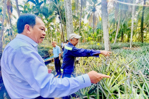 Canh tác đa tầng khóm - cau - dừa, giảm áp lực sâu bệnh