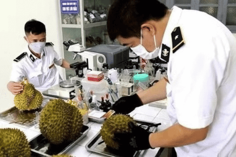 Sầu riêng “kẹt” đầu ra vì cadimi, Thứ trưởng Bộ Nông nghiệp và Môi trường nói gì?