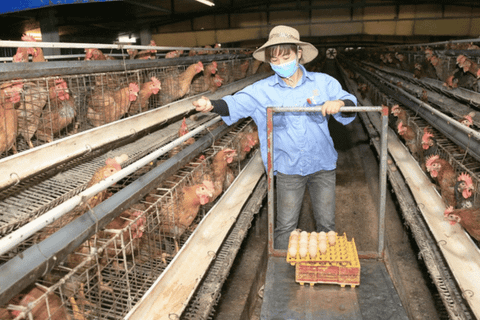 Xây dựng hệ sinh thái chăn nuôi theo xu hướng xanh, sạch để phát triển bền vững