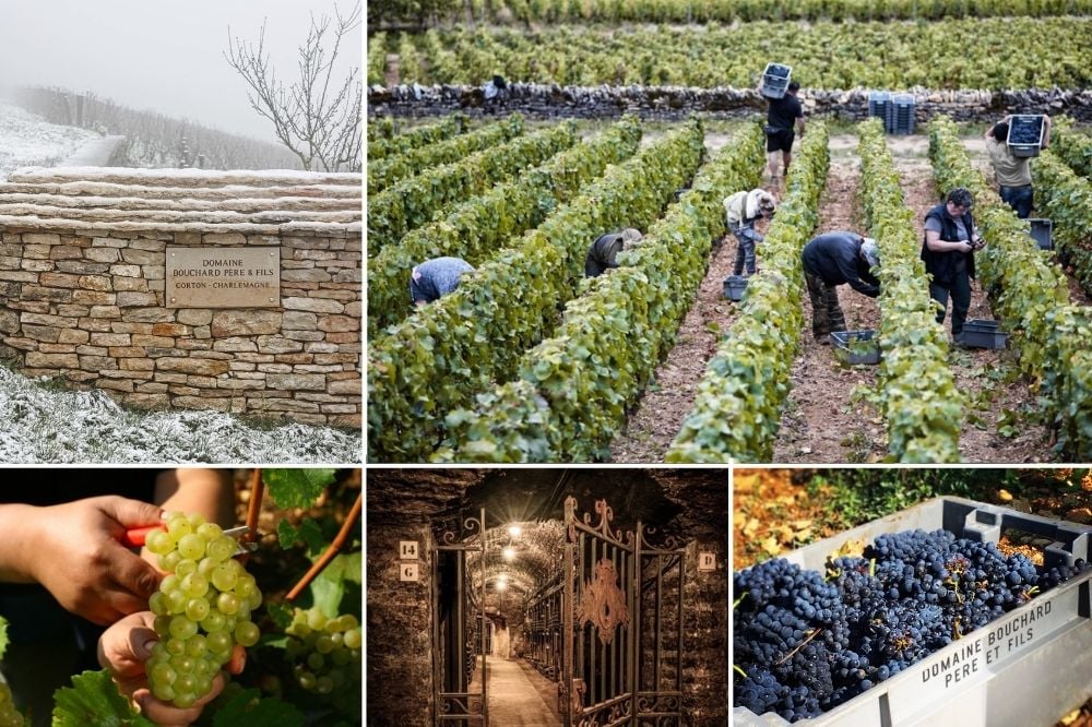 Thu hoạch nho thủ công tại vườn nho Bouchard Pere & Fils Burgundy