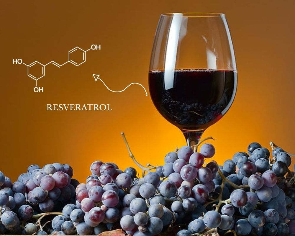 Minh họa polyphenol trong rượu vang đỏ và tác động có lợi lên sức khỏe