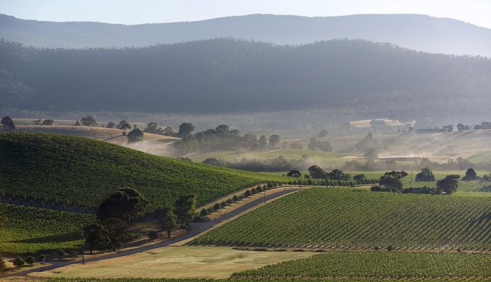 Khung cảnh vùng Yarra Valley – nơi De Bortoli phát triển các dòng Pinot Noir và Chardonnay cao cấp