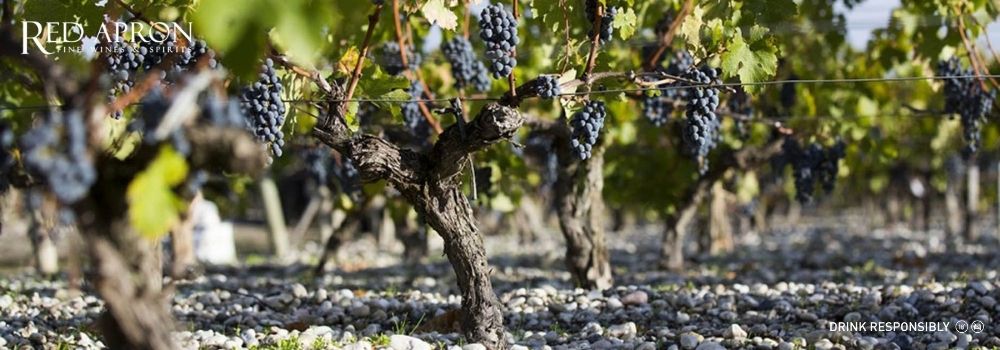 Thổ nhưỡng sỏi của vùng rượu vang Graves giúp nho chín đều và giữ độ cân bằng tự nhiên