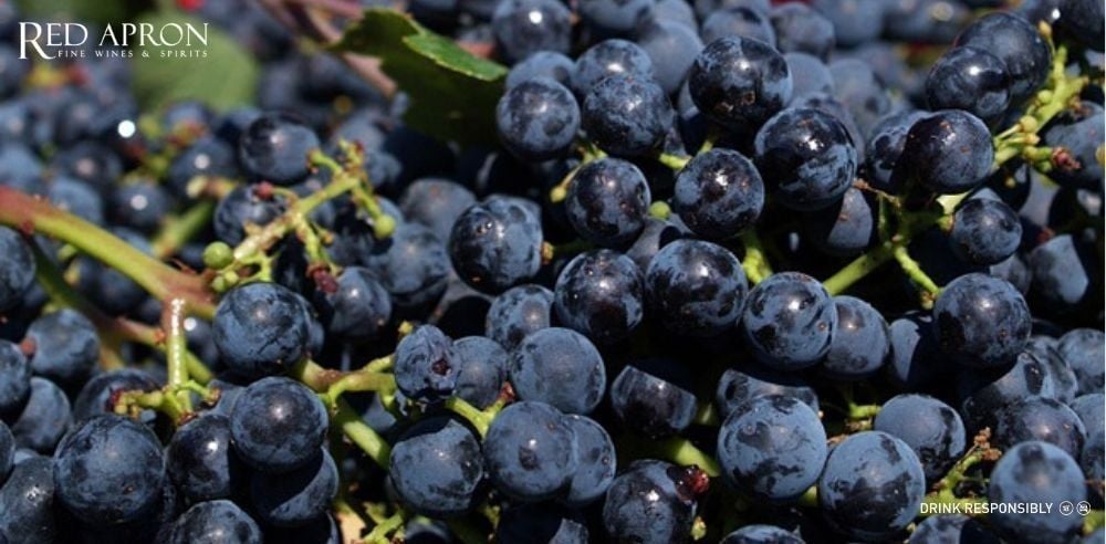 Cận cảnh chùm nho Sangiovese, Cabernet Sauvignon, Merlot tại Tuscany; hương cherry, thảo mộc, cấu trúc cân bằng.