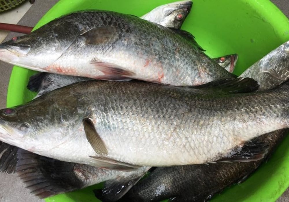 Hướng dẫn chọn mua nguyên liệu tươi ngon