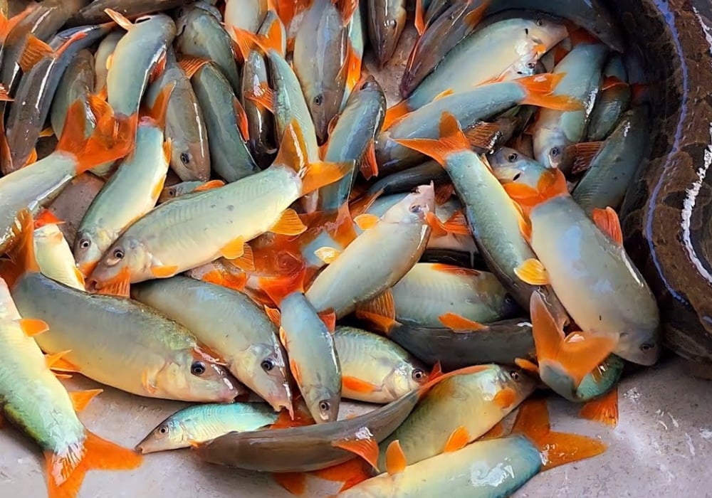 Cá heo nước ngọt là cá gì?