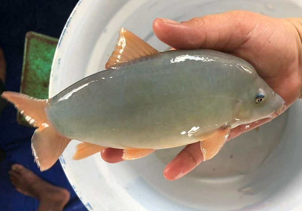 Cá heo nước ngọt bao tiền 1 kg?
