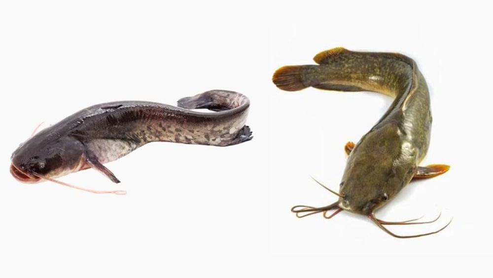 Cách phân biệt cá nheo và cá trê