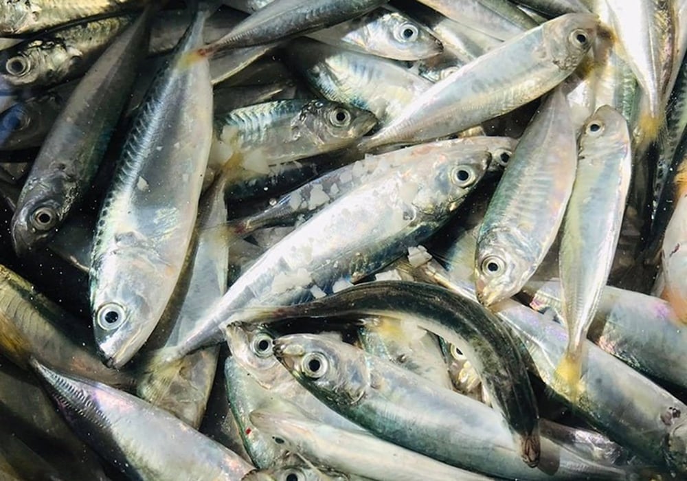 Hướng dẫn chọn mua nguyên liệu tươi ngon