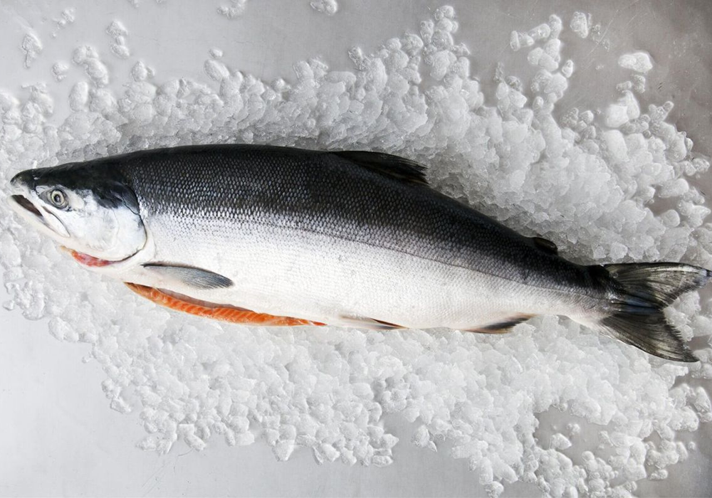 Đối với cá hồi tươi sống nguyên con