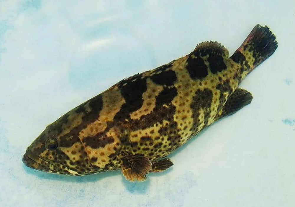 Hướng dẫn chọn mua nguyên liệu tươi ngon