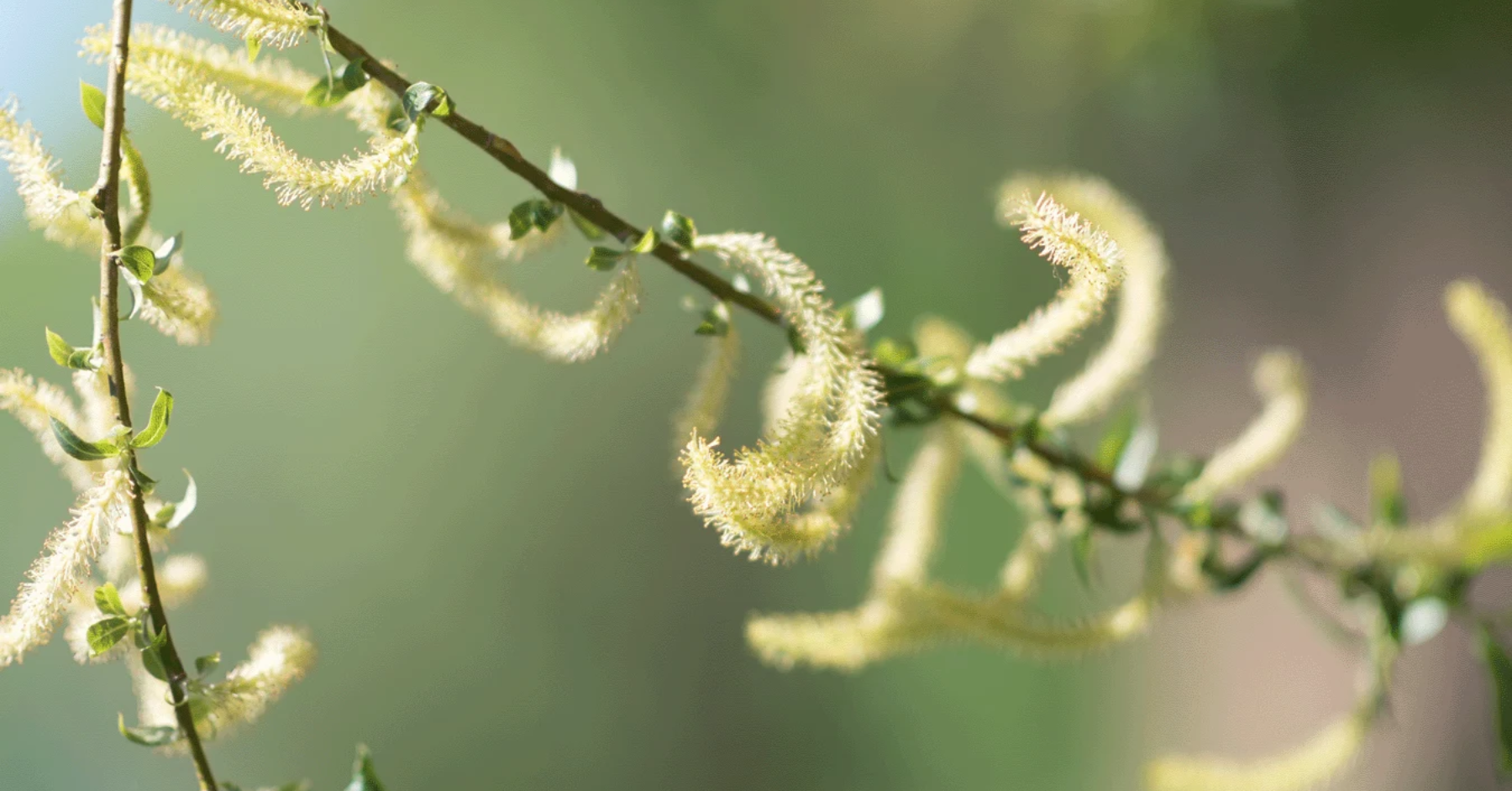 Vỏ cây liễu trắng (Willow Bark) là gì?