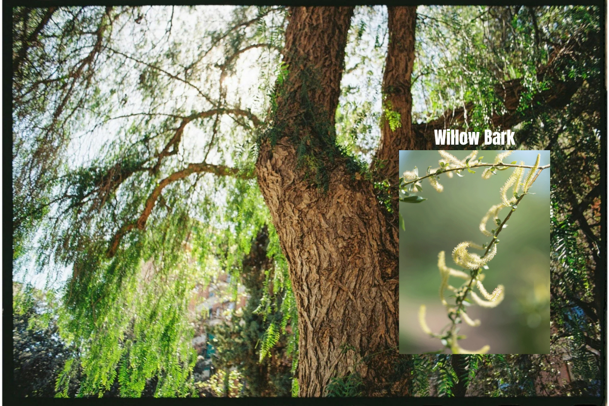 willow-bark-vo-lieu-trang-phan-an-asia