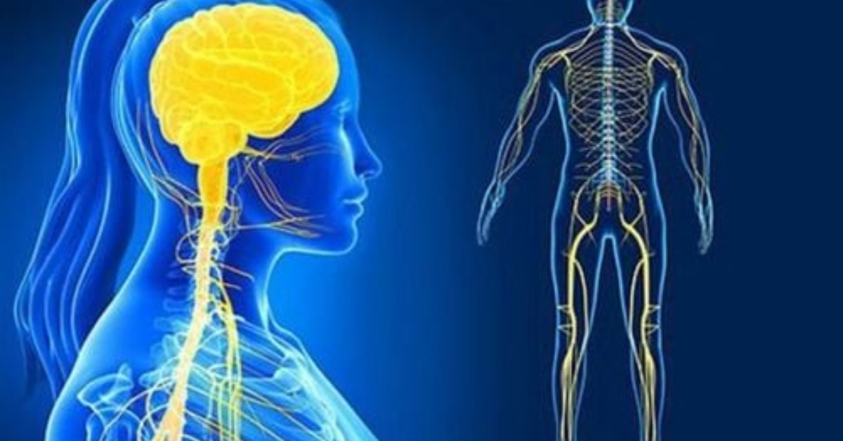 Tăng cường chức năng não bộ và hệ thần kinh