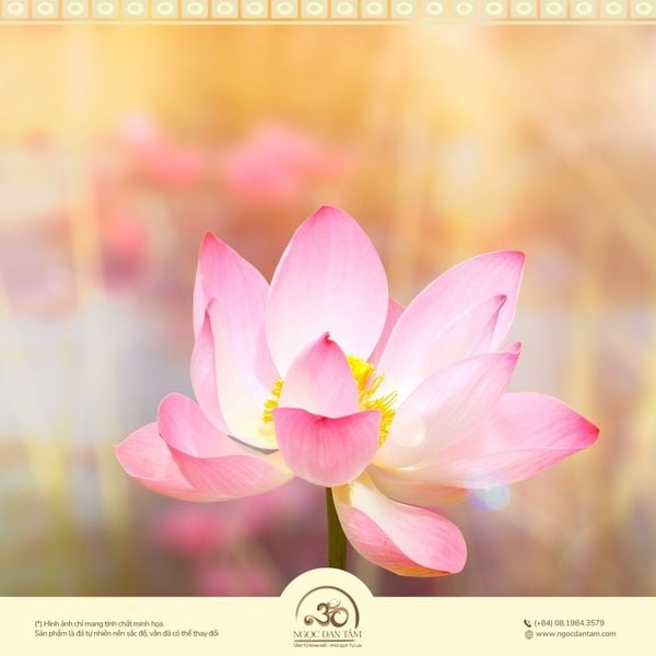 Biểu tượng hoa sen trong Phật giáo