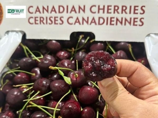 Chất lượng cherry cuối vụ
