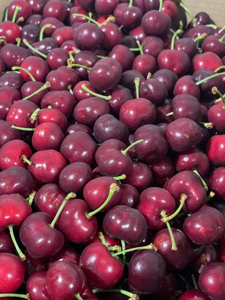 cherry đỏ bing