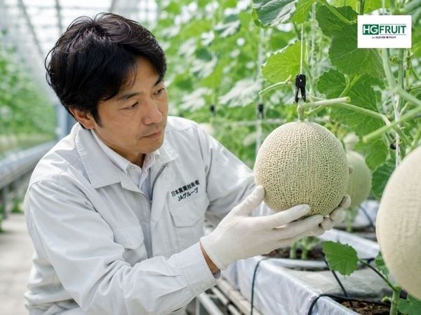 Dưa Musk Melon giống Earl trồng theo công nghệ Nhật Bản
