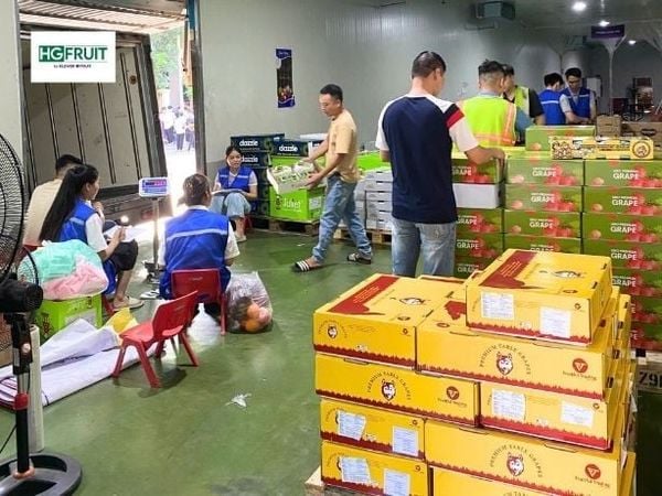 Nguồn hàng trái cây nhập khẩu tại Hoàng Giang Fruit
