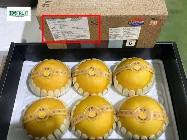 Lê Hàn Quốc Wohwang nhập khẩu chính ngạch tại Hoàng Giang Fruit