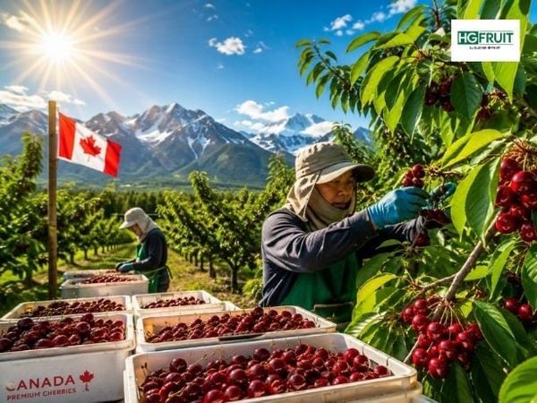 Nắng nóng gay gắt tại Canada