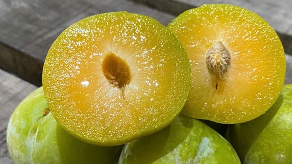 Mận mật ong với ruột màu vàng mọng nước