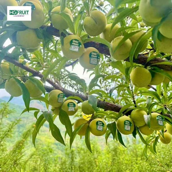 vườn mận mật ong