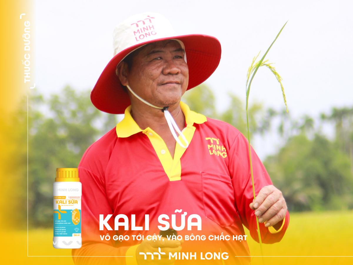 KALI SỮA