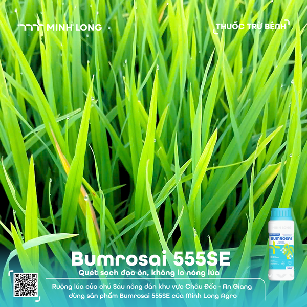 BUMROSAI 555SE