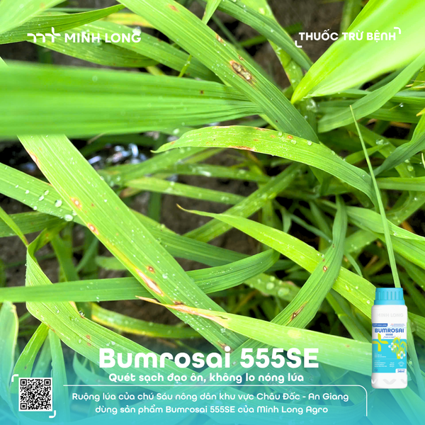 BUMROSAI 555SE