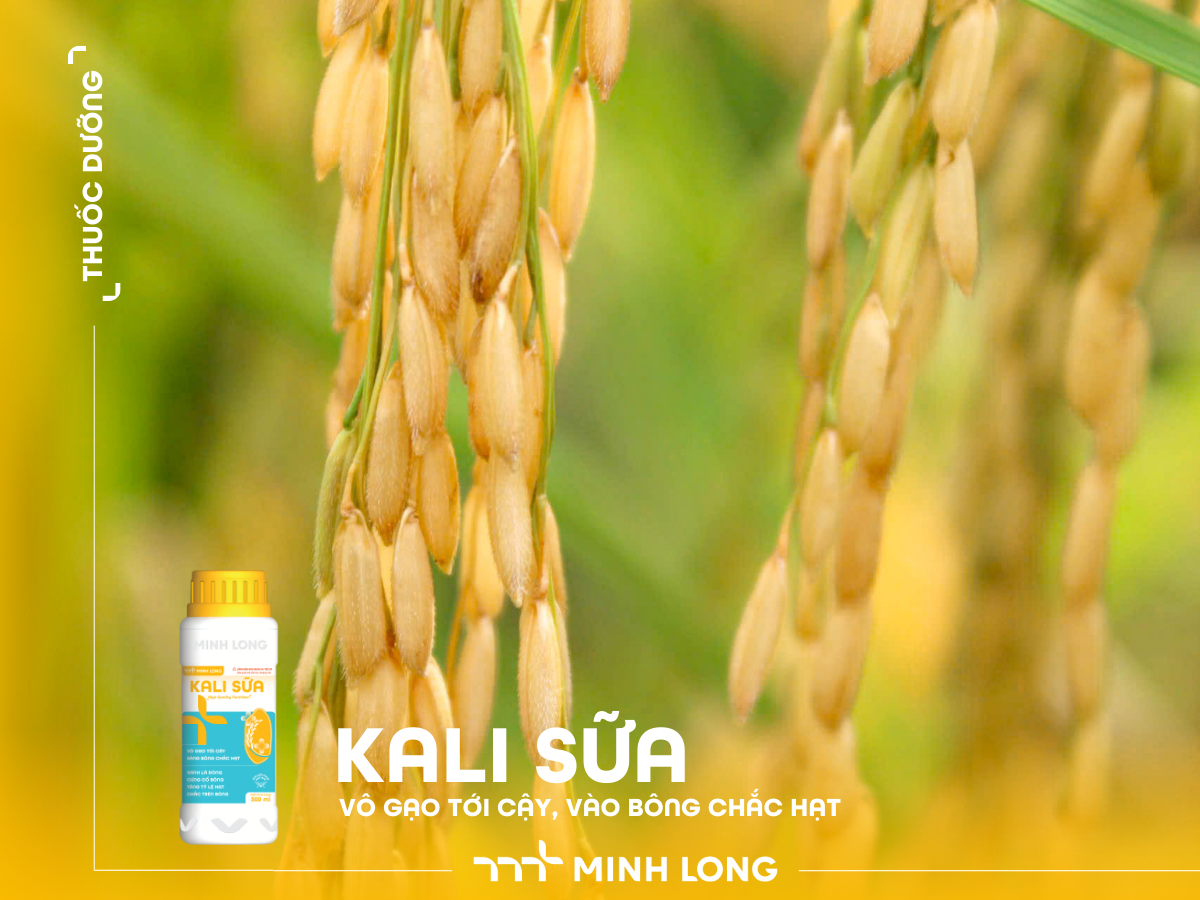 KALI SỮA