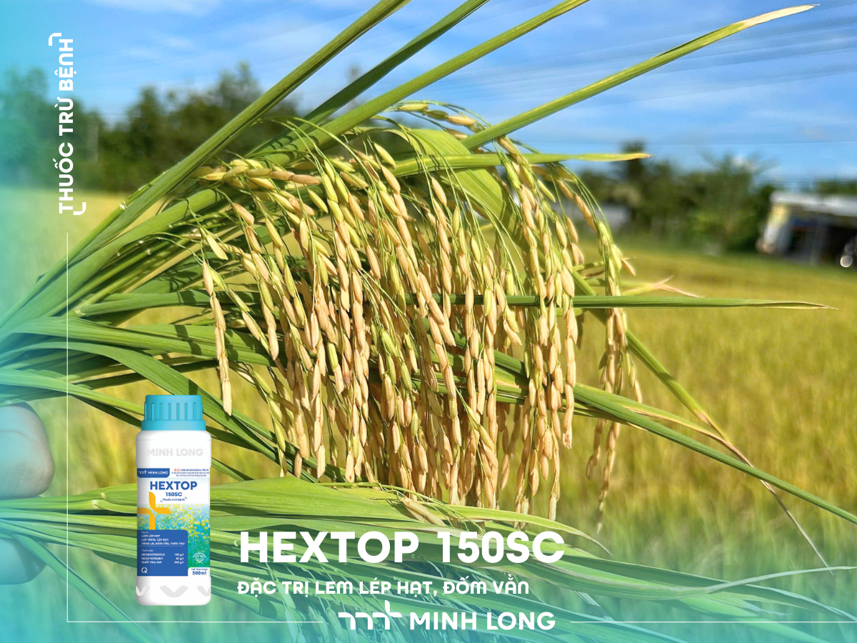 HEXTOP 150SC