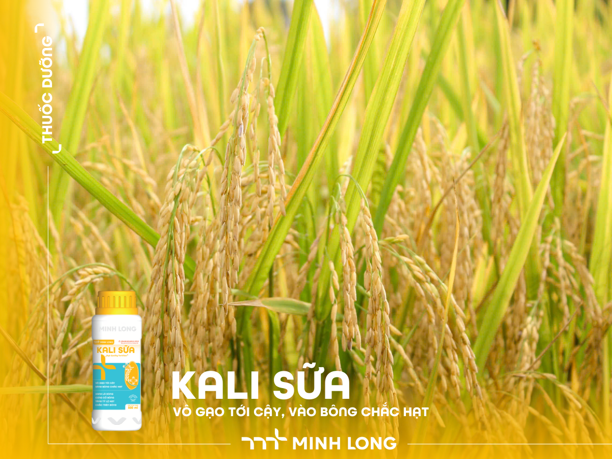 KALI SỮA