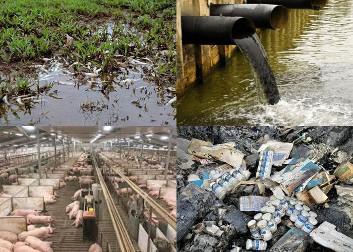 Những loại chất thải trong chăn nuôi nên biết