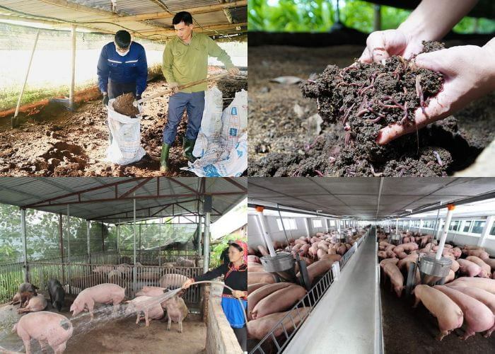 Thu gom và xử lý chất thải trong chăn nuôi