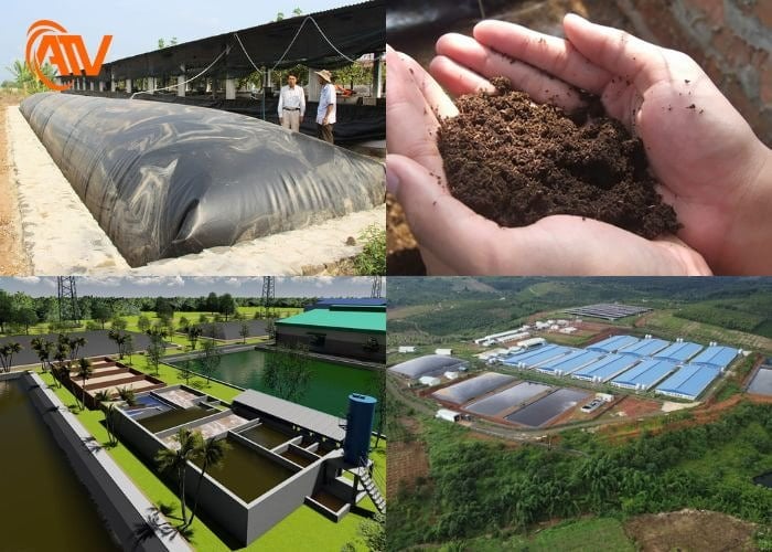 Phương pháp đơn giản khi xử lý chất thải trong chăn nuôi