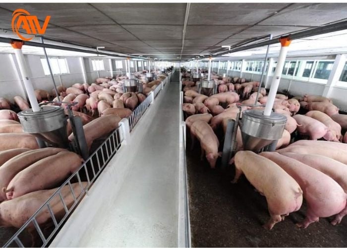 Phương pháp xử lý khí thải và khử mùi hiệu quả trong chăn nuôi