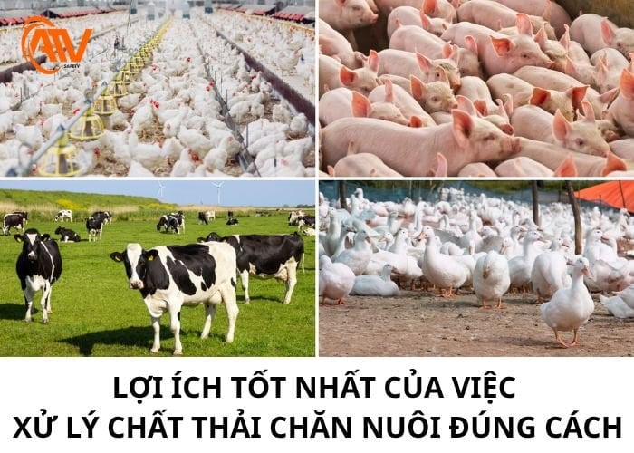 Lợi ích về việc xử lý chất thải trong chăn nuôi hiệu quả và đúng cách