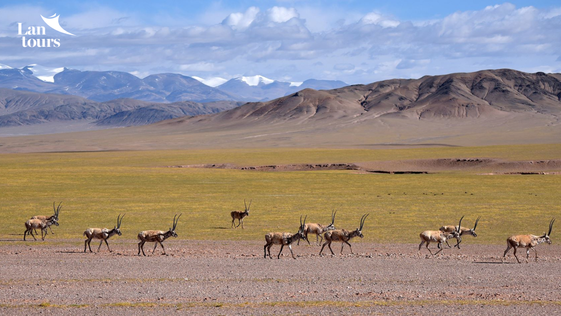 Tây Tạng Kora Kailash