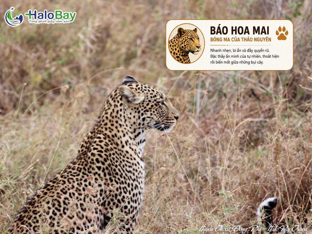 Báo hoa mai trong hành trình Huyền Thoại Đông Phi HaloBay Travel
