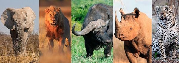 Big Five trong hành trình Huyền Thoại Đông Phi HaloBay Travel