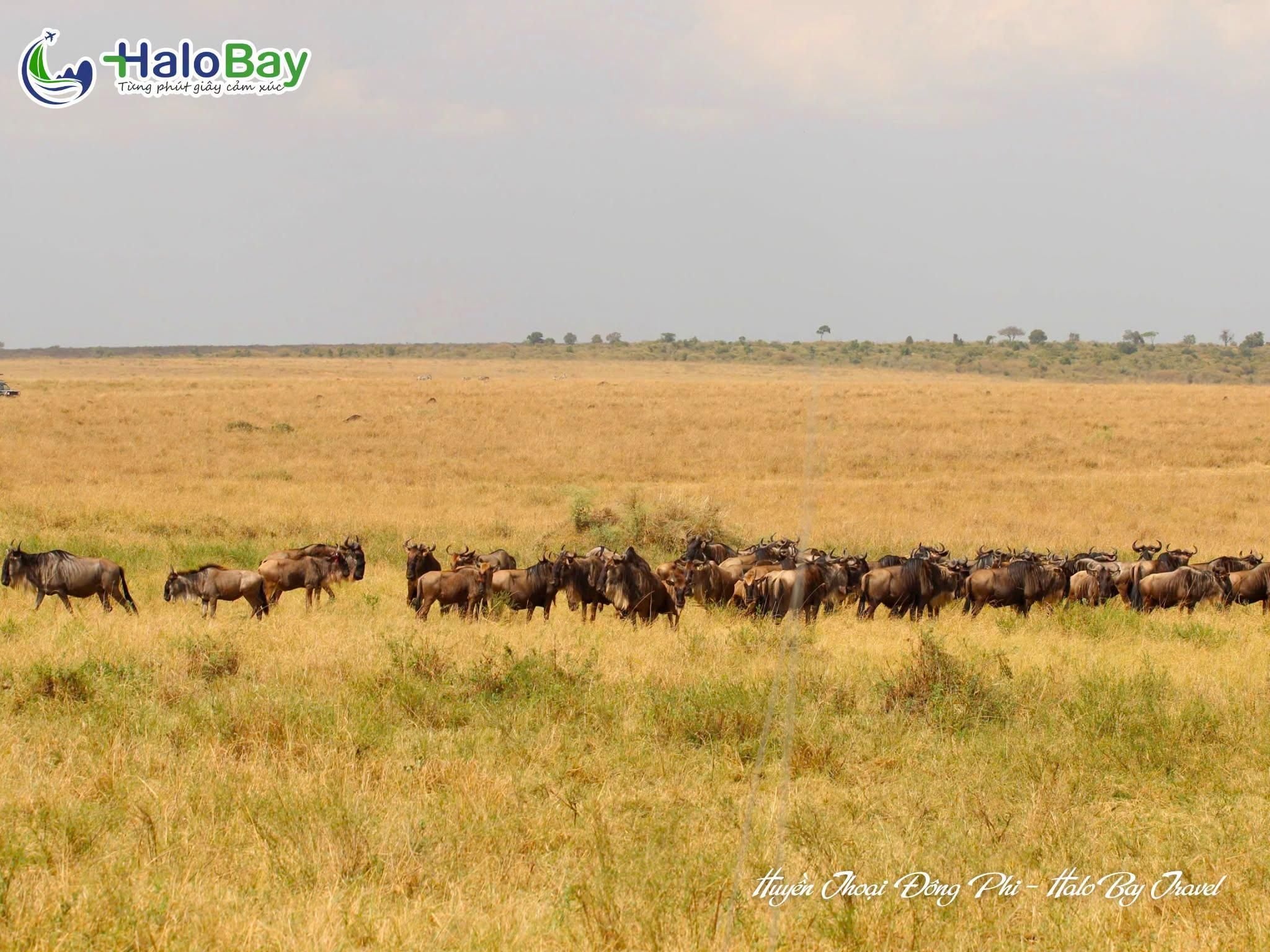 Maasai Mara Kenya hành trình Huyền Thoại Đông Phi HaloBay Travel