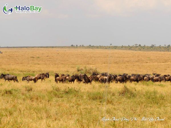 Hành trình Huyền Thoại Đông Phi Ethiopia Kenya Tanzania cùng HaloBay Travel