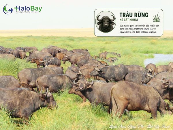 Trâu Rừng Châu Phi trong hành trình Huyền Thoại Đông Phi HaloBay Travel