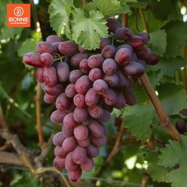 Nho Đỏ Không Hạt Mỹ – Trái Cây Nhập Khẩu Tươi Ngọt, Giòn Mọng từ Mỹ