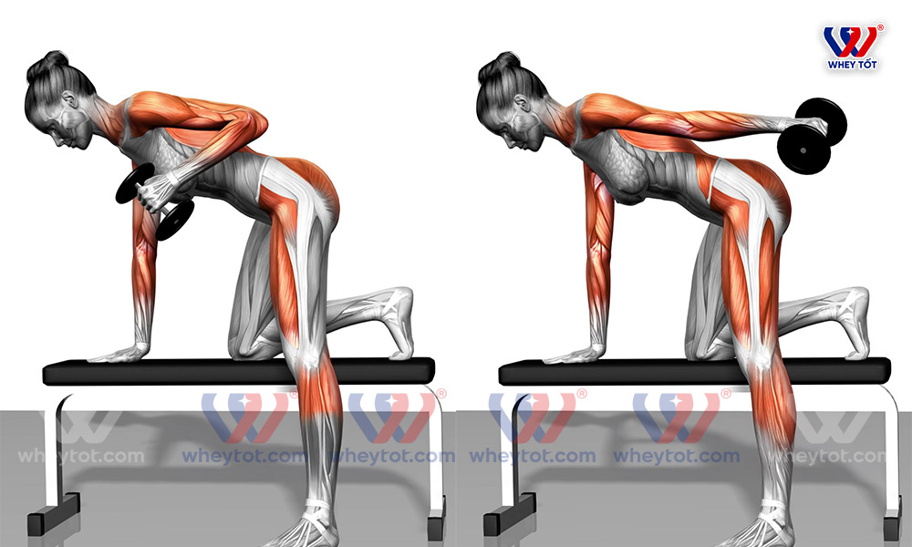 tricep Dumbbell Kickback săn chắc cơ tay sau