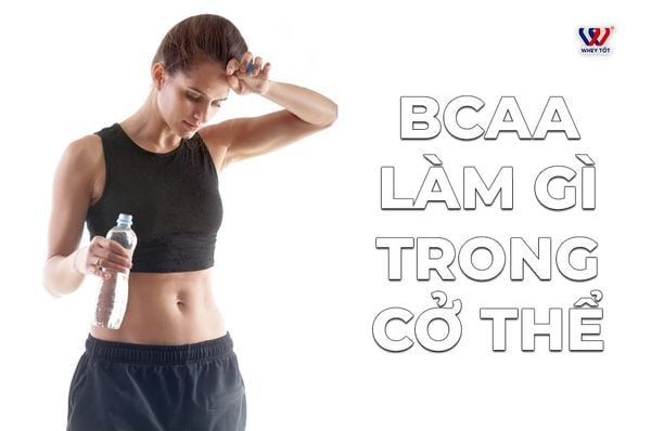 bcaa làm gì trong co the