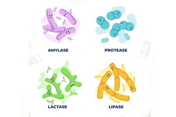 Bốn nhóm enzyme theo loại thức ăn